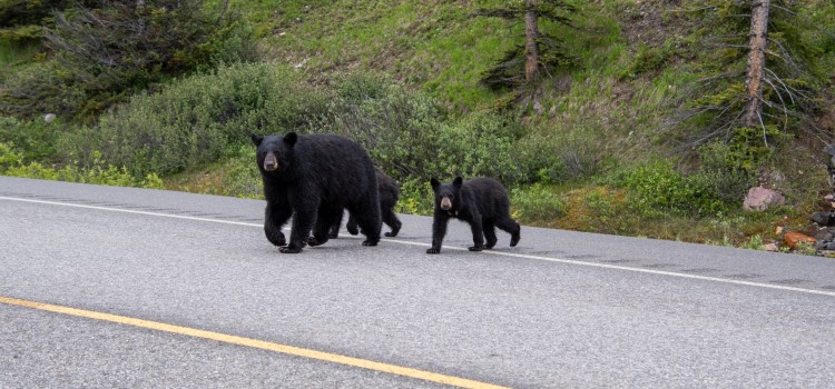 野生動物との交通事故!車や怪我の補償はどうなる? 野生動物との交通事故!車や怪我の補償はどうなる?