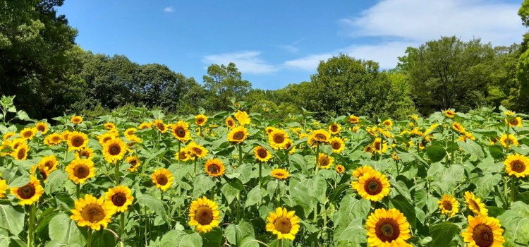 【8月・お盆期間】帰省やレジャーで急増!交通事故にご注意ください 【8月・お盆期間】帰省やレジャーで急増!交通事故にご注意ください